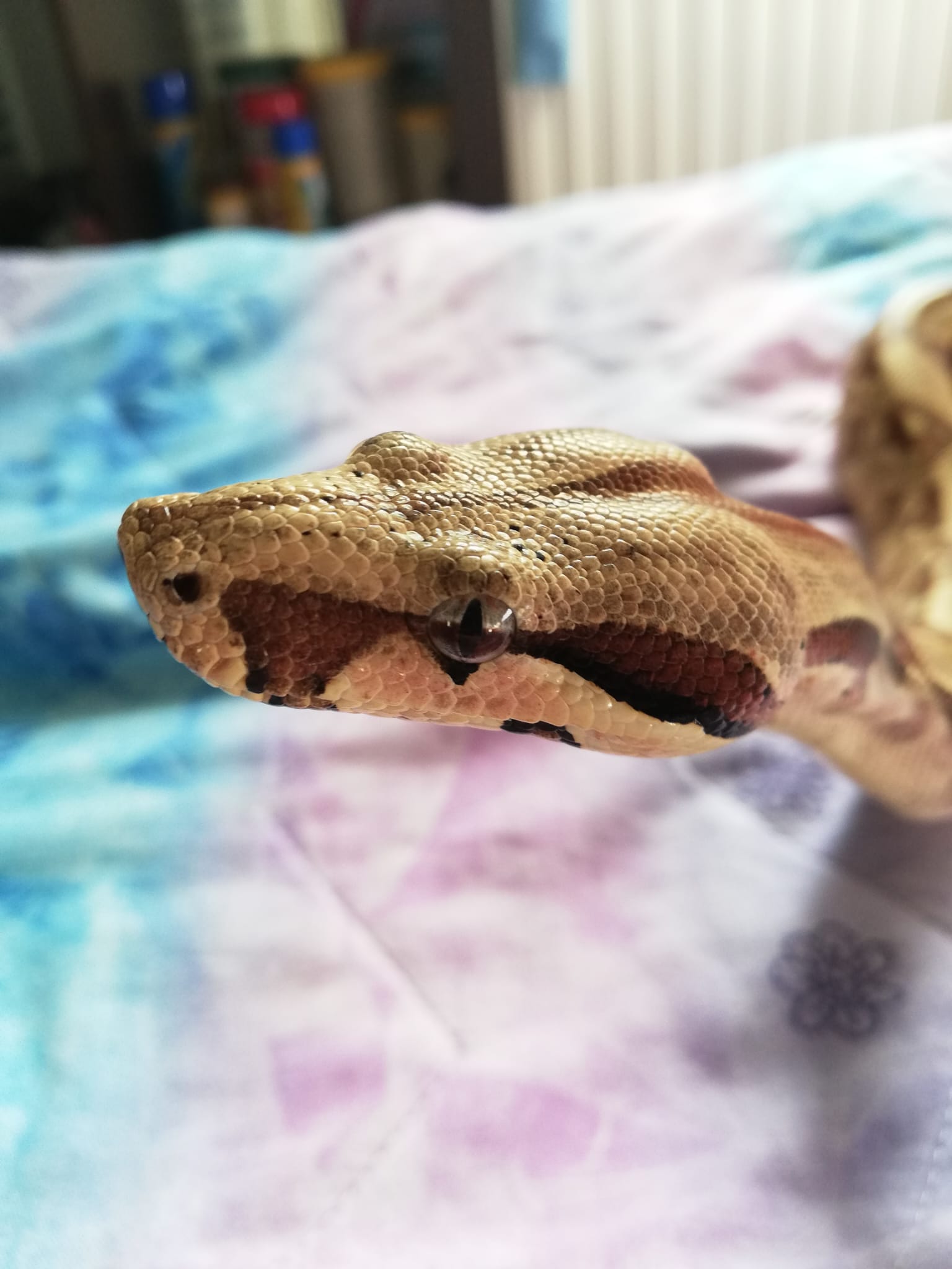 My pet boa Medusa