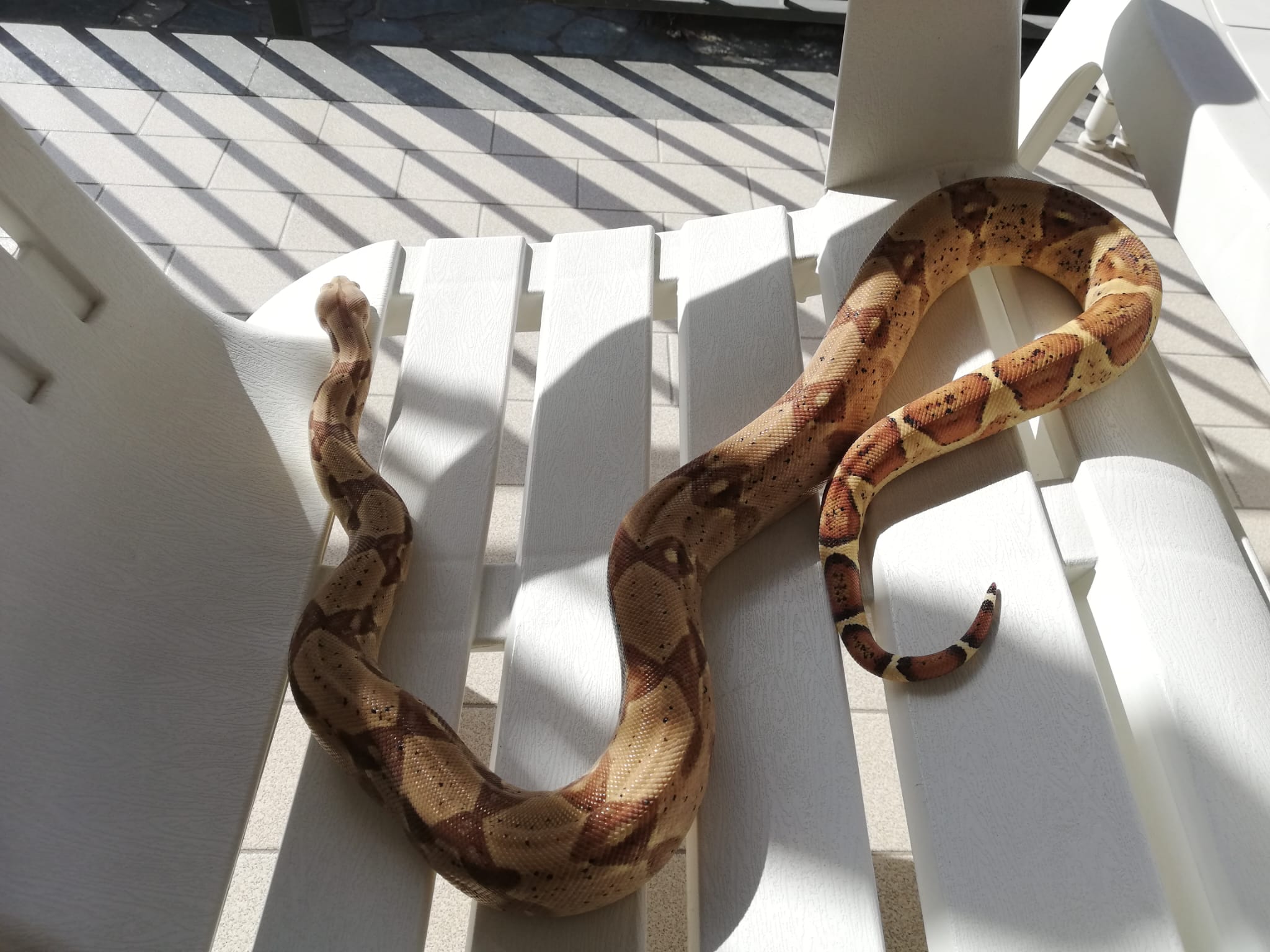 My pet boa Medusa is basking in the Sun